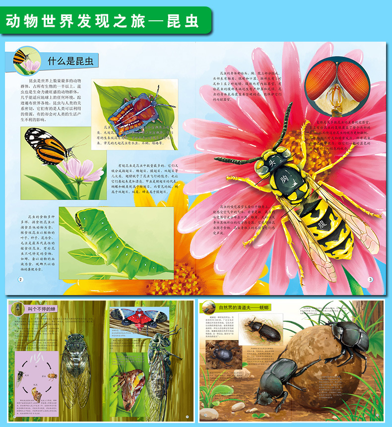 动物世界发现之旅6本动物世界大百科全书海洋昆虫恐龙