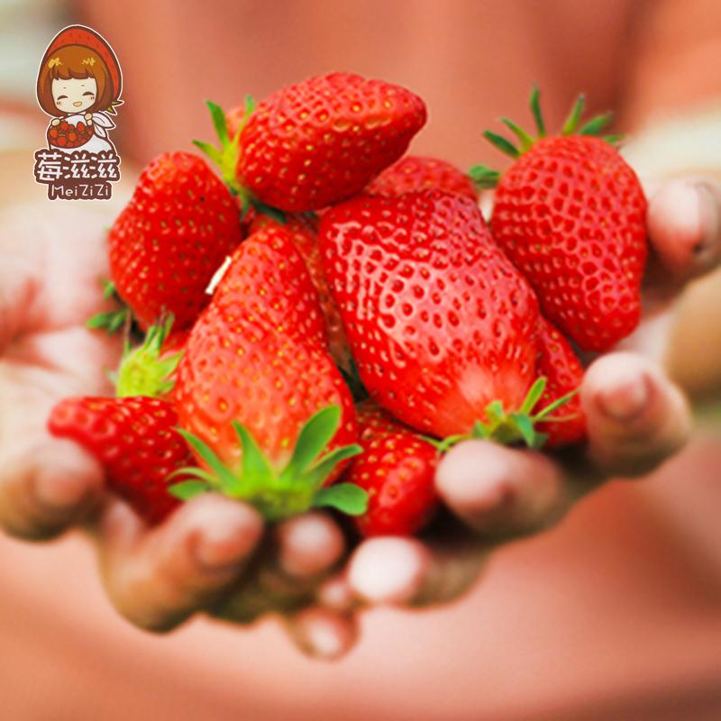 正宗章姬草莓一盒(每盒约400g)新品上市两盒包邮 (每天限50名)只支持